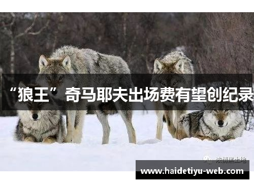 “狼王”奇马耶夫出场费有望创纪录！